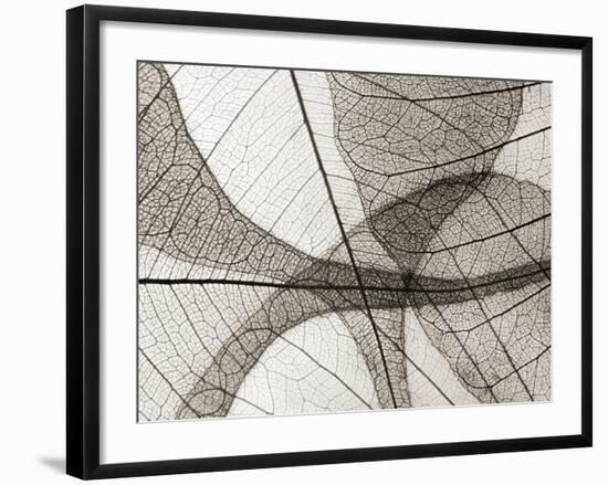 Leaf Designs I Sepia-Jim Christensen-Framed Photographic Print