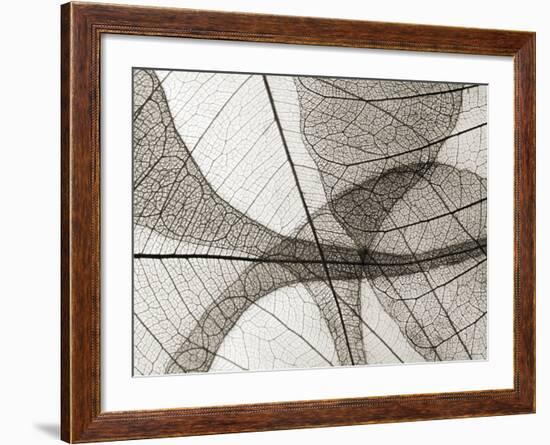 Leaf Designs I Sepia-Jim Christensen-Framed Photographic Print