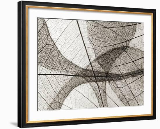 Leaf Designs I Sepia-Jim Christensen-Framed Photographic Print