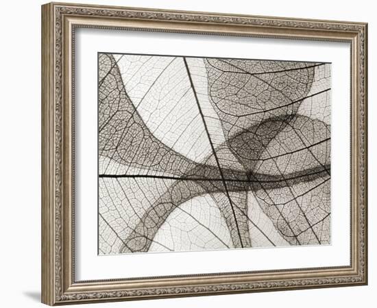 Leaf Designs I Sepia-Jim Christensen-Framed Photographic Print