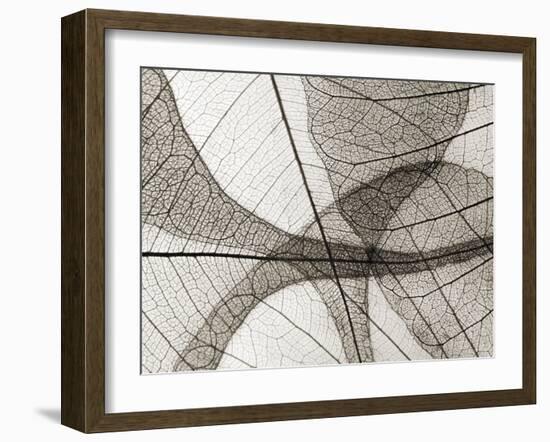 Leaf Designs I Sepia-Jim Christensen-Framed Photographic Print