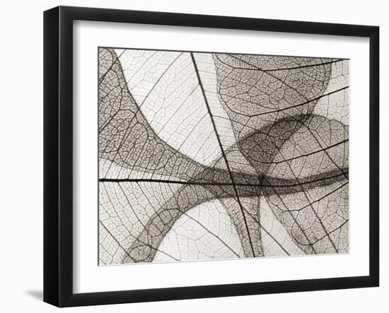 Leaf Designs I Sepia-Jim Christensen-Framed Photographic Print