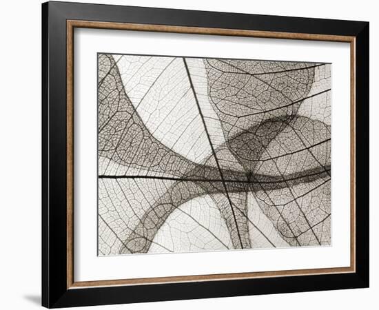 Leaf Designs I Sepia-Jim Christensen-Framed Photographic Print