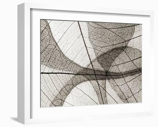 Leaf Designs I Sepia-Jim Christensen-Framed Photographic Print