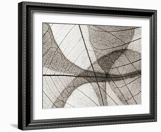 Leaf Designs I Sepia-Jim Christensen-Framed Photographic Print