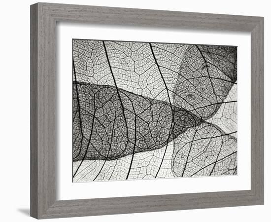 Leaf Designs II BW-Jim Christensen-Framed Photographic Print