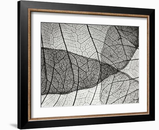 Leaf Designs II BW-Jim Christensen-Framed Photographic Print