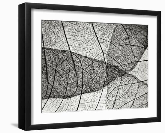 Leaf Designs II BW-Jim Christensen-Framed Photographic Print
