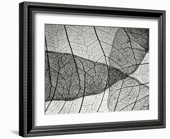 Leaf Designs II BW-Jim Christensen-Framed Photographic Print