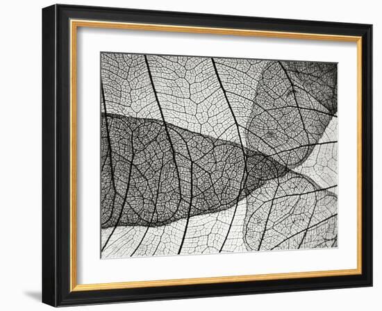 Leaf Designs II BW-Jim Christensen-Framed Photographic Print