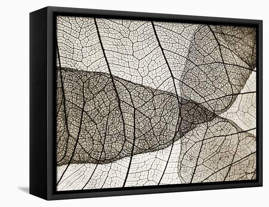 Leaf Designs II Sepia-Jim Christensen-Framed Premier Image Canvas