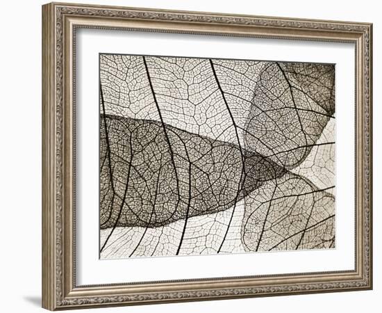 Leaf Designs II Sepia-Jim Christensen-Framed Photographic Print