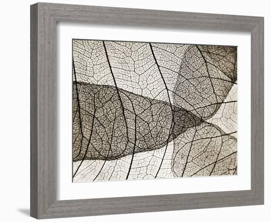 Leaf Designs II Sepia-Jim Christensen-Framed Photographic Print