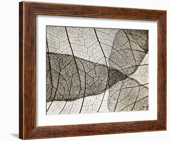 Leaf Designs II Sepia-Jim Christensen-Framed Photographic Print