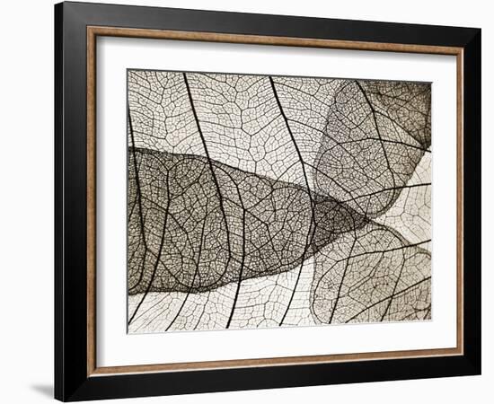 Leaf Designs II Sepia-Jim Christensen-Framed Photographic Print