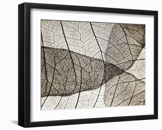 Leaf Designs II Sepia-Jim Christensen-Framed Photographic Print