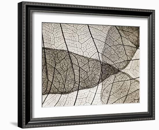 Leaf Designs II Sepia-Jim Christensen-Framed Photographic Print