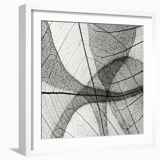 Leaf Designs III BW-Jim Christensen-Framed Photographic Print