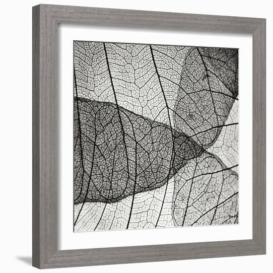 Leaf Designs IV BW-Jim Christensen-Framed Photographic Print