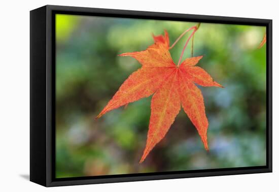 Leaf, Fall Colors Seattle Arboretum, Washington, USA-Tom Norring-Framed Premier Image Canvas