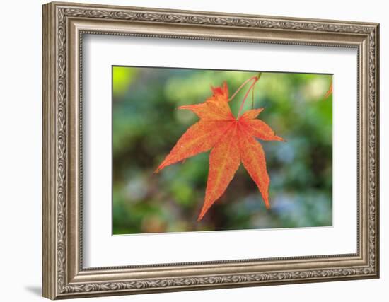 Leaf, Fall Colors Seattle Arboretum, Washington, USA-Tom Norring-Framed Photographic Print