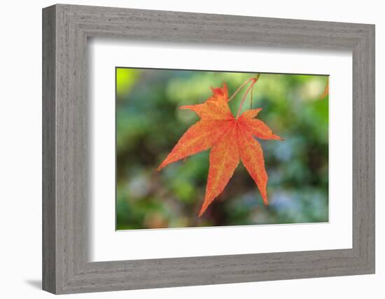 Leaf, Fall Colors Seattle Arboretum, Washington, USA-Tom Norring-Framed Photographic Print