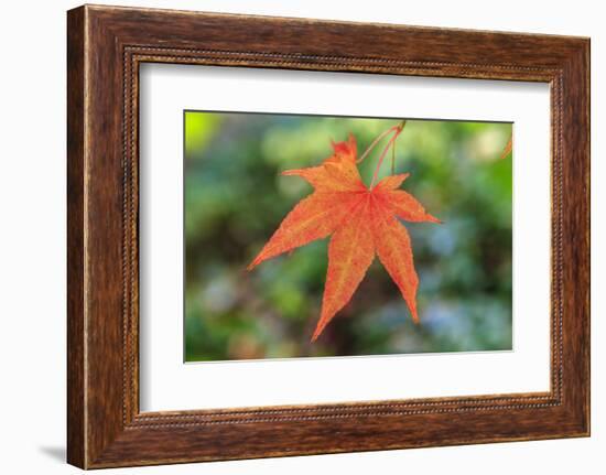 Leaf, Fall Colors Seattle Arboretum, Washington, USA-Tom Norring-Framed Photographic Print