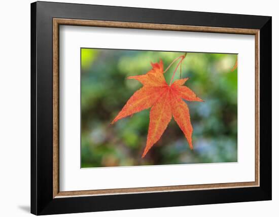 Leaf, Fall Colors Seattle Arboretum, Washington, USA-Tom Norring-Framed Photographic Print