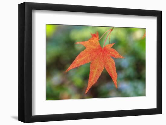 Leaf, Fall Colors Seattle Arboretum, Washington, USA-Tom Norring-Framed Photographic Print