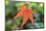 Leaf, Fall Colors Seattle Arboretum, Washington, USA-Tom Norring-Mounted Photographic Print