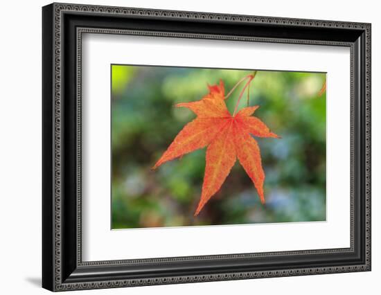 Leaf, Fall Colors Seattle Arboretum, Washington, USA-Tom Norring-Framed Photographic Print