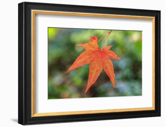 Leaf, Fall Colors Seattle Arboretum, Washington, USA-Tom Norring-Framed Photographic Print