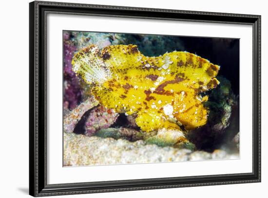 Leaf Fish (Taenianotus Triacanthus)-Louise Murray-Framed Photographic Print