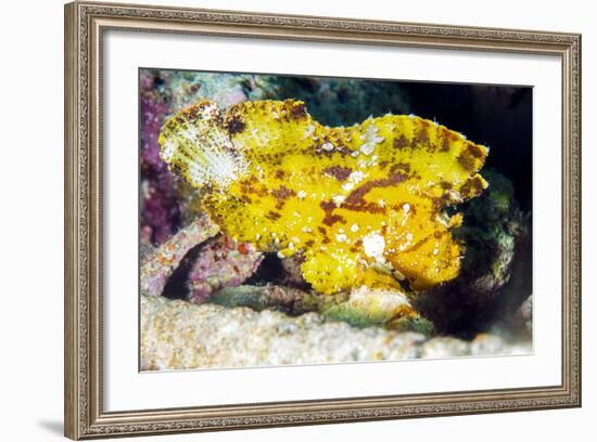 Leaf Fish (Taenianotus Triacanthus)-Louise Murray-Framed Photographic Print