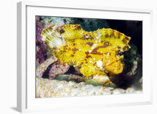 Leaf Fish (Taenianotus Triacanthus)-Louise Murray-Framed Photographic Print