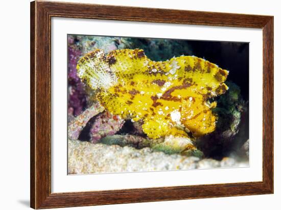 Leaf Fish (Taenianotus Triacanthus)-Louise Murray-Framed Photographic Print