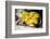 Leaf Fish (Taenianotus Triacanthus)-Louise Murray-Framed Photographic Print