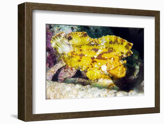 Leaf Fish (Taenianotus Triacanthus)-Louise Murray-Framed Photographic Print