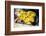 Leaf Fish (Taenianotus Triacanthus)-Louise Murray-Framed Photographic Print