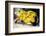 Leaf Fish (Taenianotus Triacanthus)-Louise Murray-Framed Photographic Print