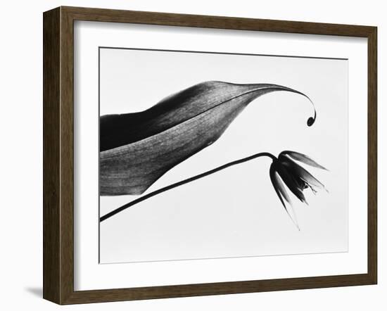 Leaf & flower-Panoramic Images-Framed Photographic Print