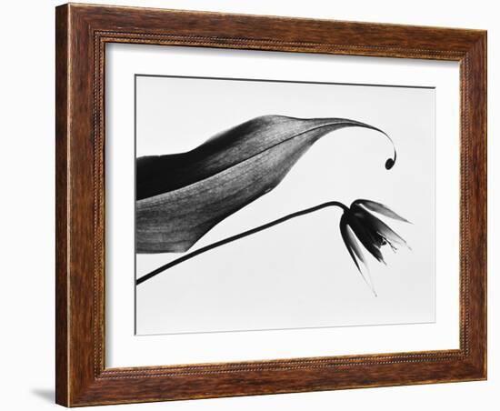 Leaf & flower-Panoramic Images-Framed Photographic Print