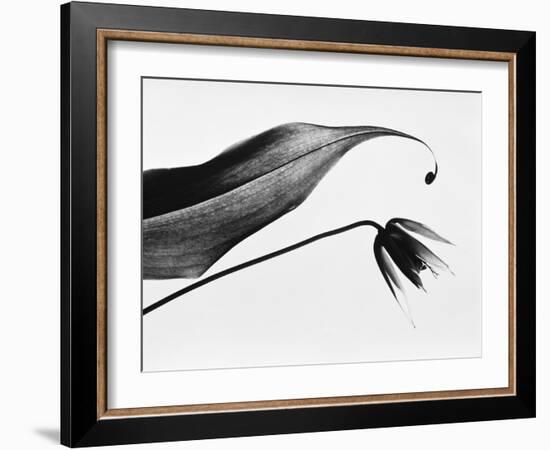 Leaf & flower-Panoramic Images-Framed Photographic Print