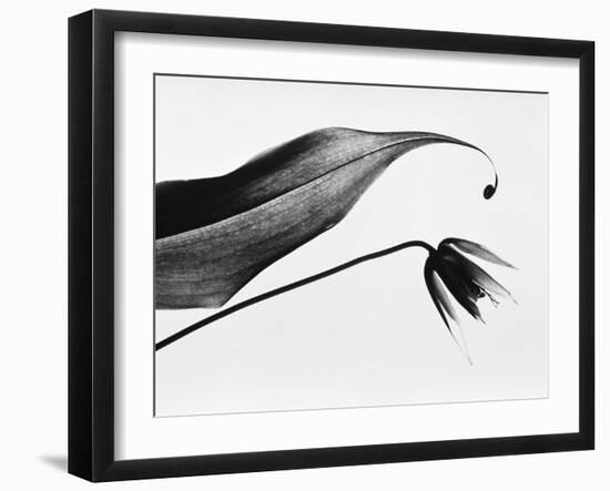 Leaf & flower-Panoramic Images-Framed Photographic Print