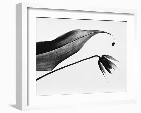 Leaf & flower-Panoramic Images-Framed Photographic Print