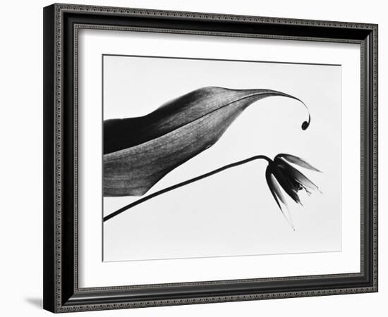 Leaf & flower-Panoramic Images-Framed Photographic Print