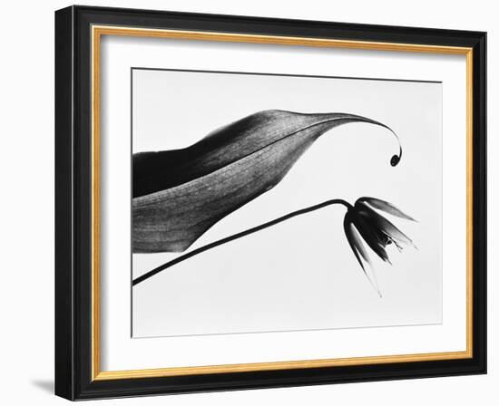 Leaf & flower-Panoramic Images-Framed Photographic Print