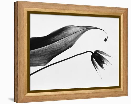 Leaf & flower-Panoramic Images-Framed Premier Image Canvas