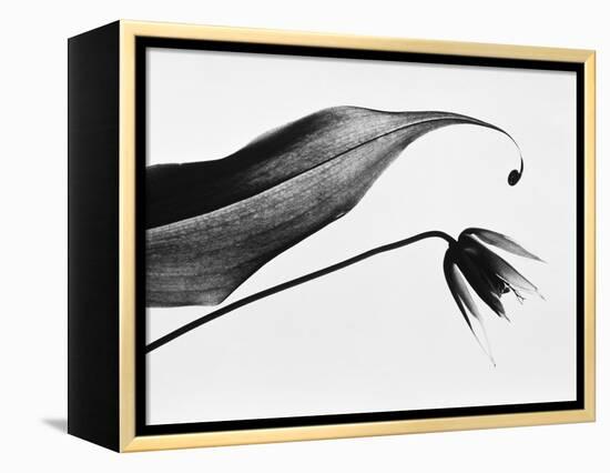 Leaf & flower-Panoramic Images-Framed Premier Image Canvas