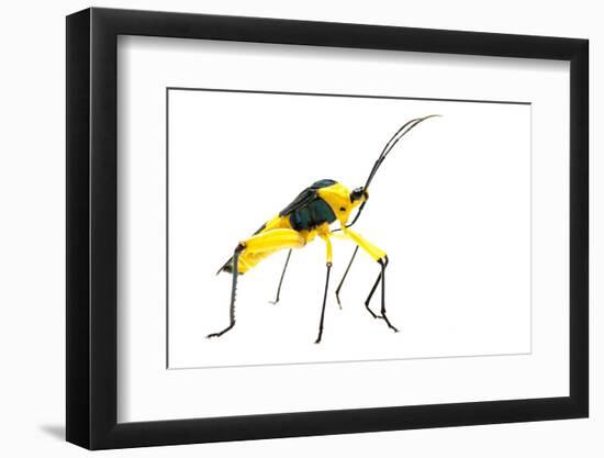 Leaf-Footed Bug (Coreidae) Iwokrama, Guyana. Meetyourneighbours.Net Project-Andrew Snyder-Framed Photographic Print